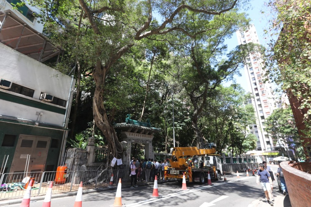The two banyan trees on Bonham Road are 70 to 80 years old. Edward Wong
