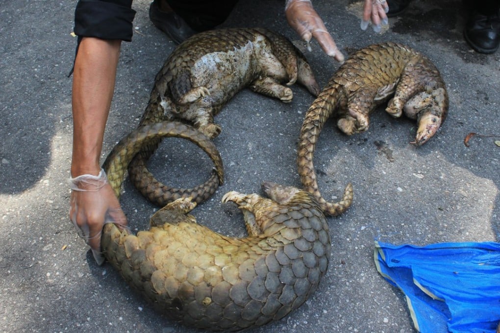 The pangolin, an endangered species, is one of the world’s most trafficked animals. Photo: Xinhua