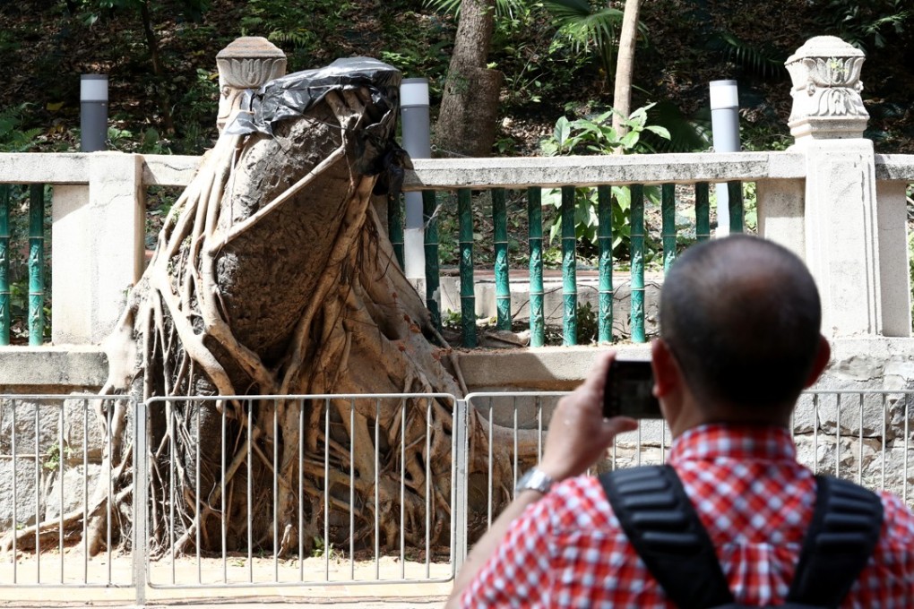 Only the buttress roots of the two large banyan trees remain. Photo: Nora Tam