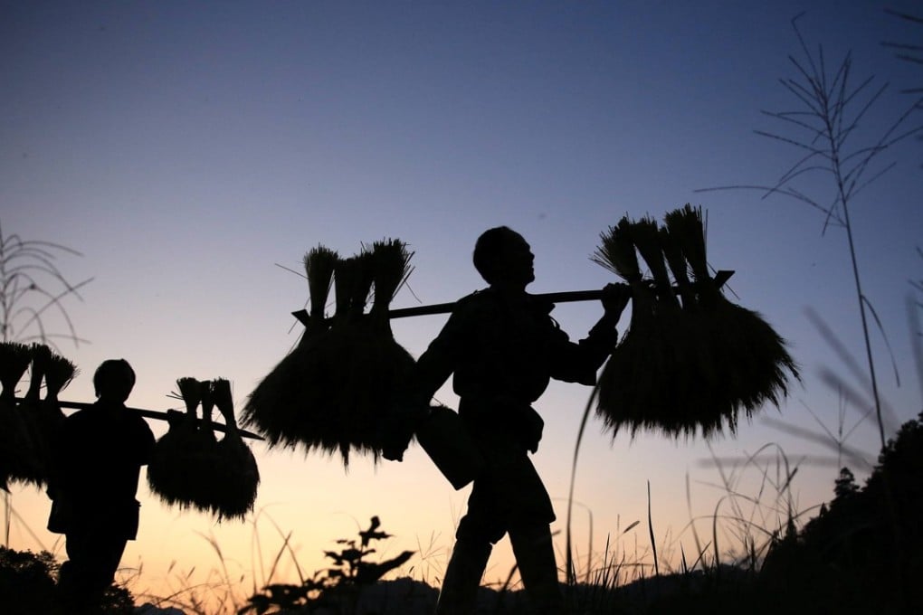The rice harvest is gathering in China’s Guangxi region. Photo: Reuters