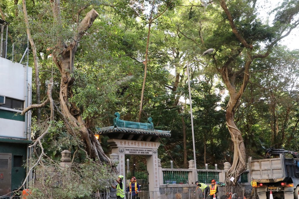 Staff from the Lands Department chop down two banyan trees on Bonham Road in Pok Fu Lam. Photo: Edward Wong