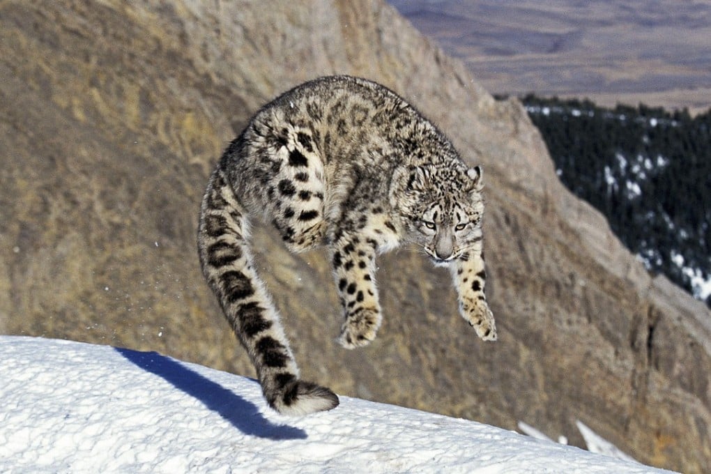 Snow leopard census: now it is off endangered species list, 12-nation count  of elusive big cat's numbers begins | South China Morning Post