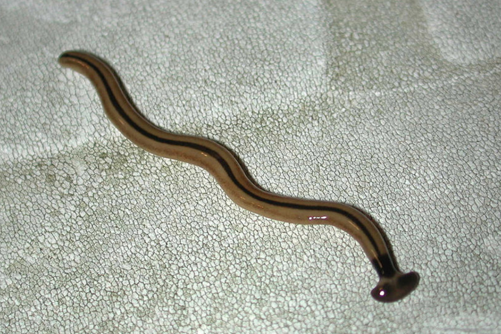 A hammerhead flatworm. Photo: Bart Everson/ Flickr