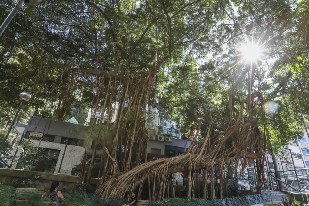 A banyan tree in Sheung Wan. Photo: Nora Tam