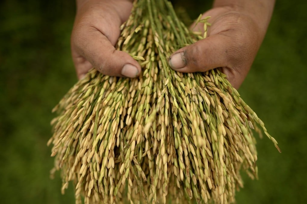 A farmer shows rice samples from a paddy field at the International Rice Research Institute (IRRI) in Laguna, south of Manila. Photo: Agence France-Presse