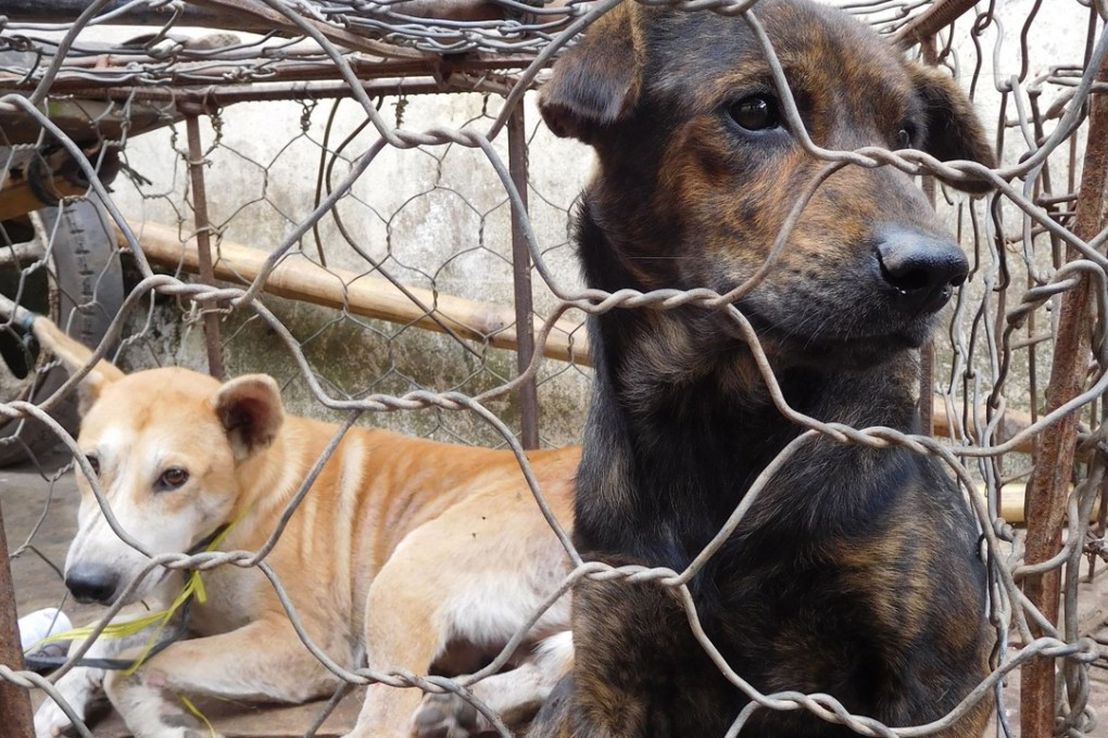 Dogs destined for the dinner table in Indonesia. Photo: AFP