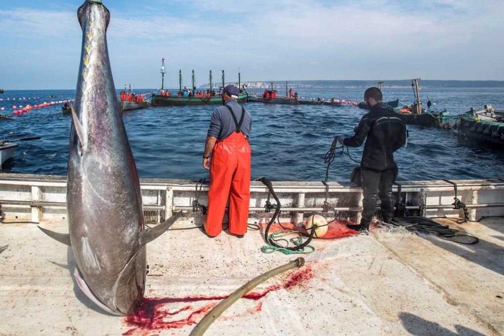 Spanish fishermen take part in traditional tuna fishing called the “almadraba” off Barbate, Southern Spain, on Monday. Photo: EPA