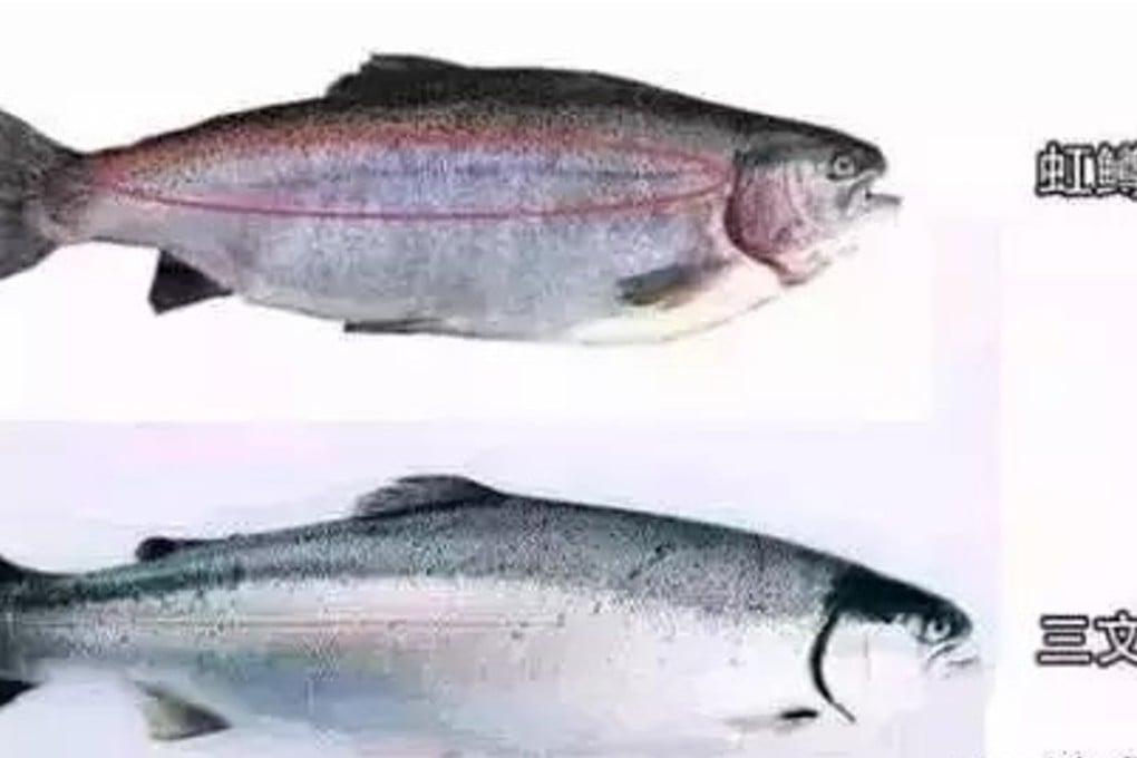 CCTV has reported that one-third of the salmon sold in China is actually rainbow trout (top) farmed in Qinghai province rather than imported salmon (below). Photo: Handout