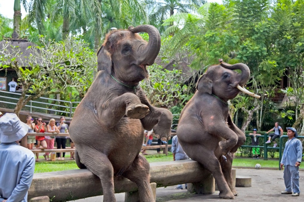 Elephants perform in a show at Bali Elephant Camp, one of the tourist attractions found to offer inadequate care to the animals in its charge by charity World Animal Protection.