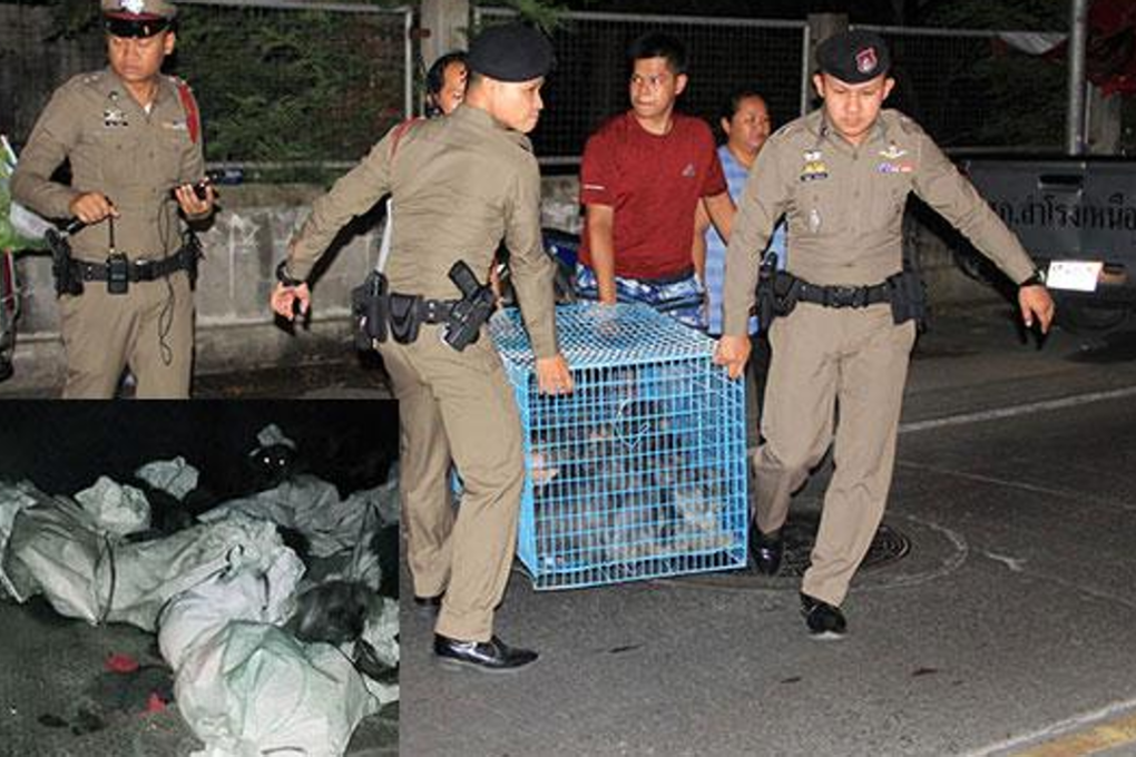 Police use cages to remove the animals found stuffed in tied fertiliser sacks from the back of a parked pickup truck. Photo: Sutthiwit Chayutworakan/Bangkok Post