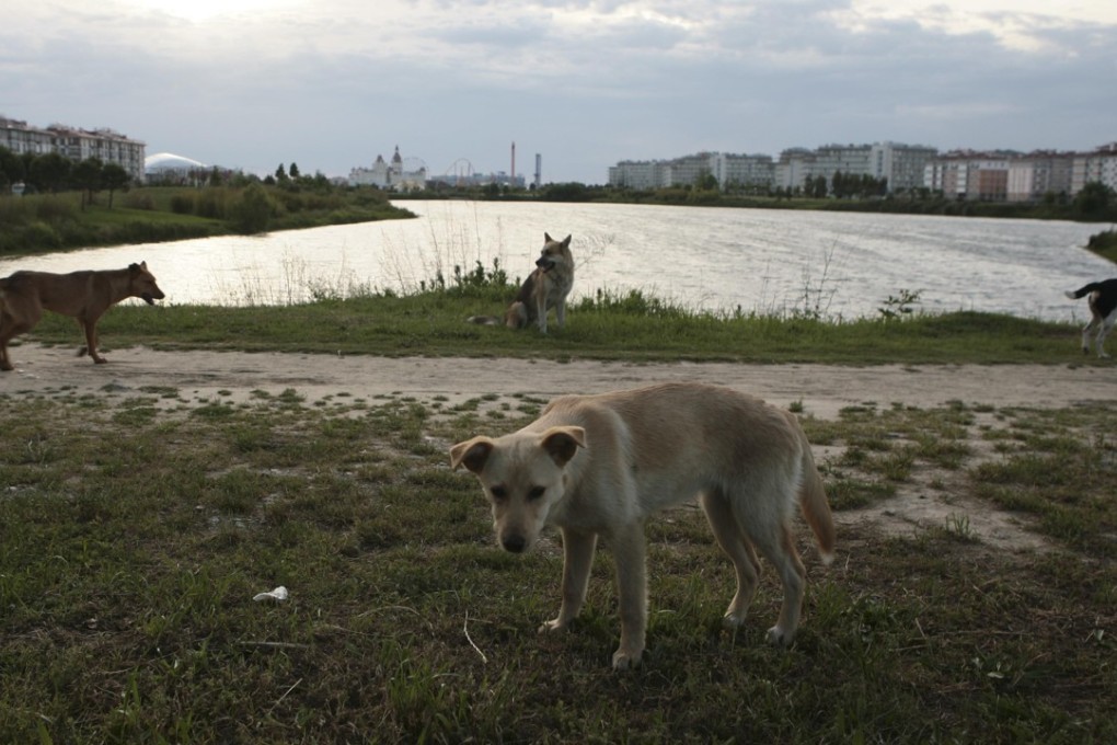 Stray dogs are seen at a park, with the Fisht Stadium seen in the background, in Sochi, a host city for the 2018 Fifa World Cup, in Russia. Photo: Reuters