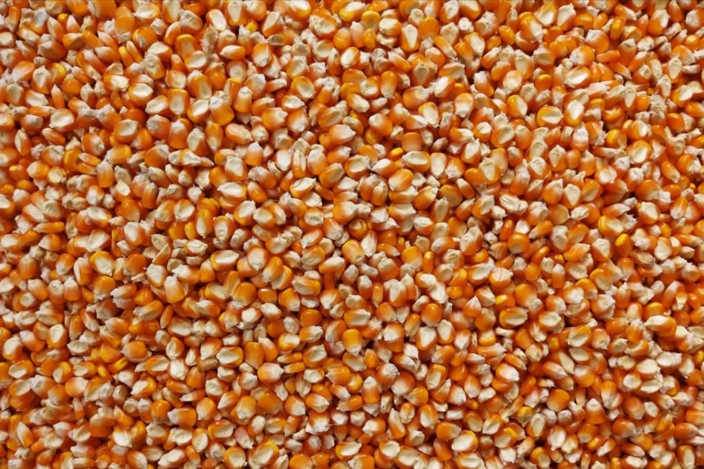 A pile of corn seeds is seen in this undated photograph. Photo: Shutterstock