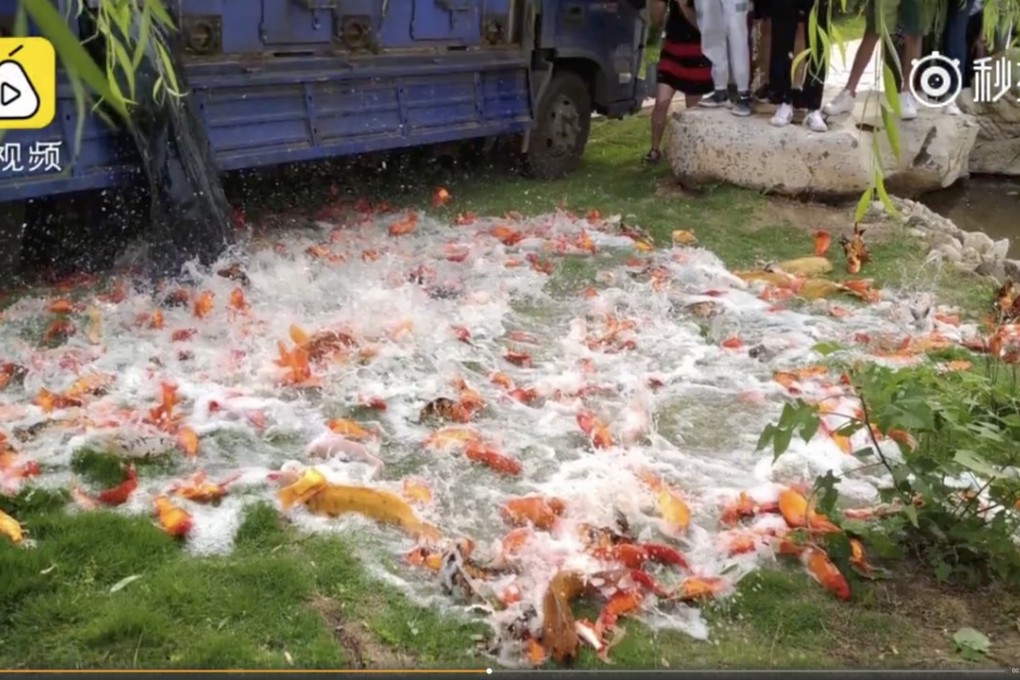 The video shows the fish being released next to the lake. Photo: Handout