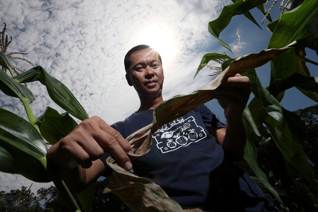 Raymond Cheng has lost 20 to 30 per cent of his crops to the record-breaking hot and dry spell. Photo: K.Y. Cheng