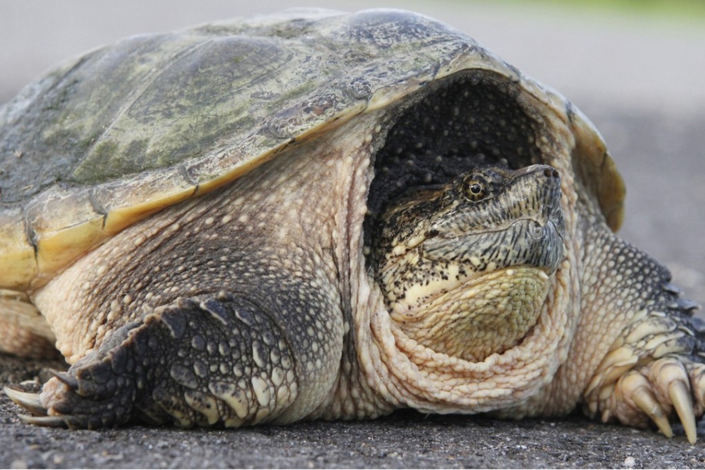 An Idaho junior high teacher is being prosecuted after he fed an ailing puppy to a snapping turtle. Photo: Wichita Eagle via TNS