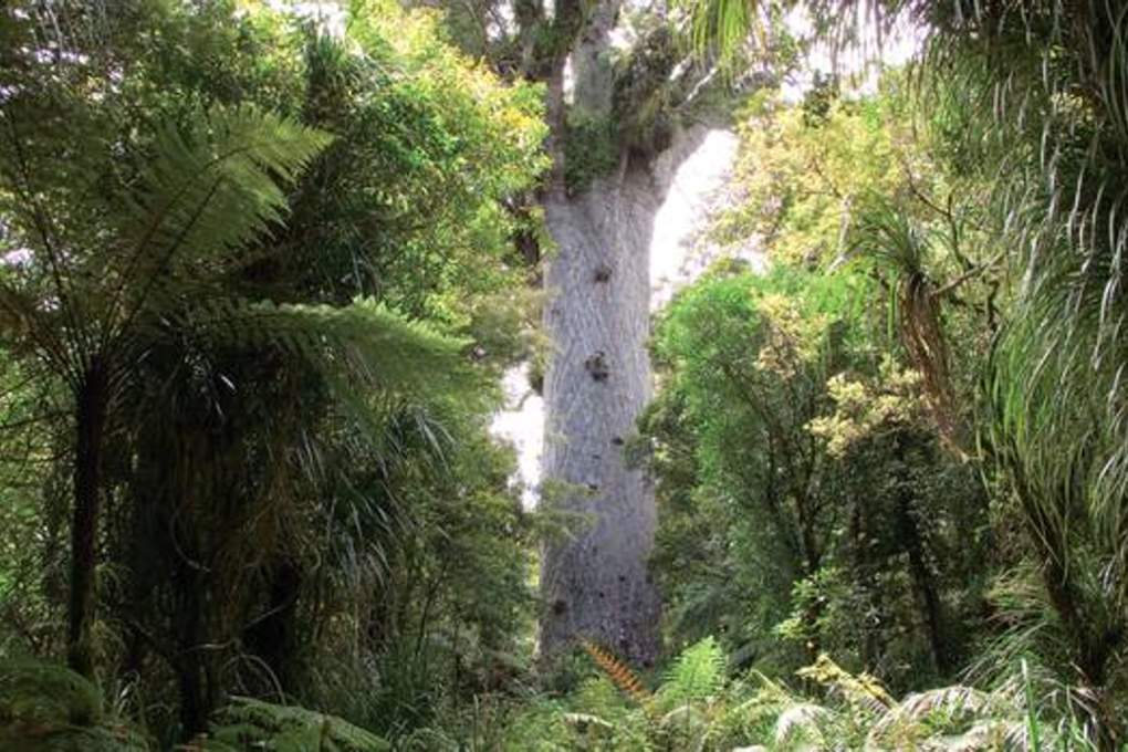 The famous kauri tree Tane Mahuta, in Northland's Waipoua Forest. Kauri have just been classified as threatened by the Department of Conservation. Photo: File
