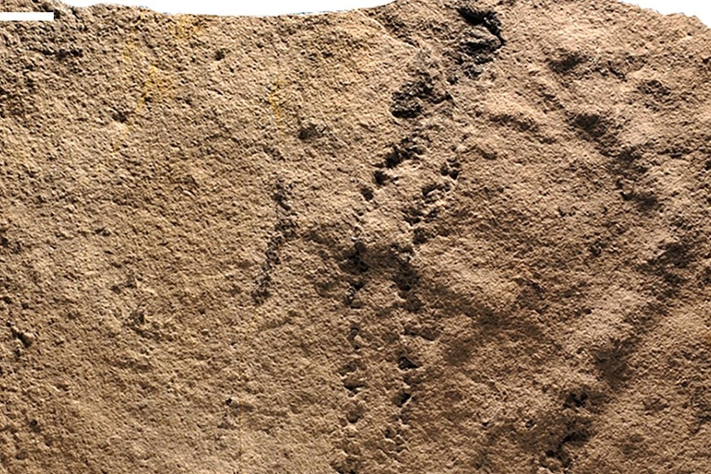 World's oldest animal footprints have been discovered in China