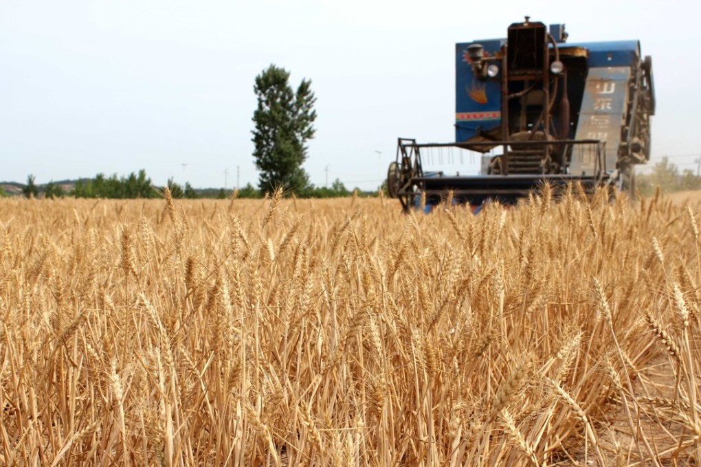 A harvester collects wheat in the fields in Rongcheng, east China's Shandong Province. Photo: Xinhua