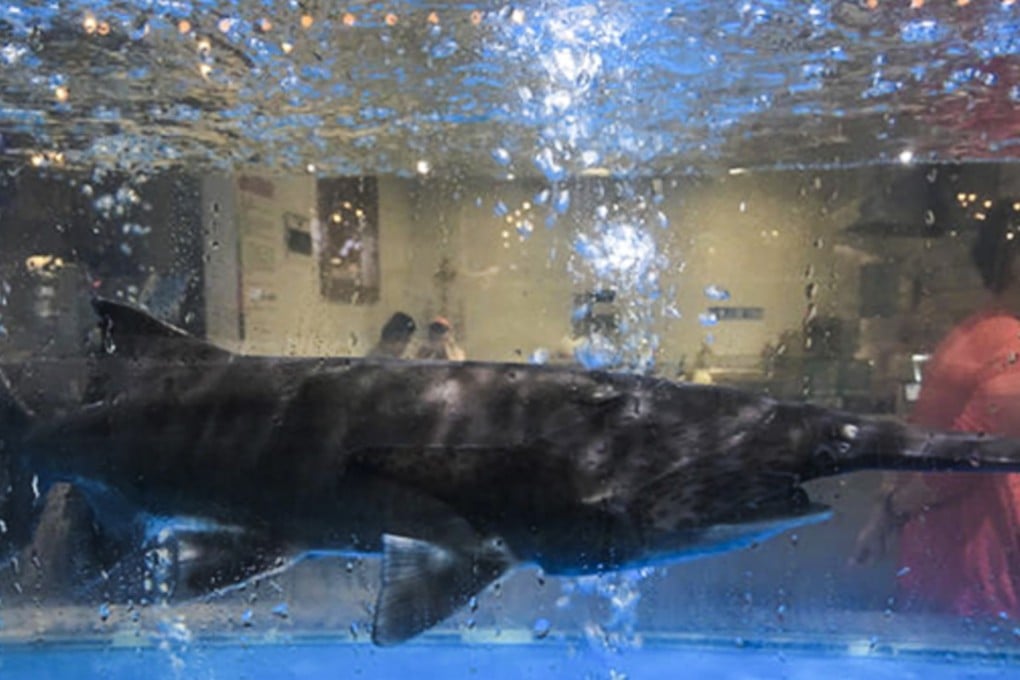 Among the endangered animals sold were giant salamanders, alligators and the Chinese sturgeon. Photo: thepaper.cn