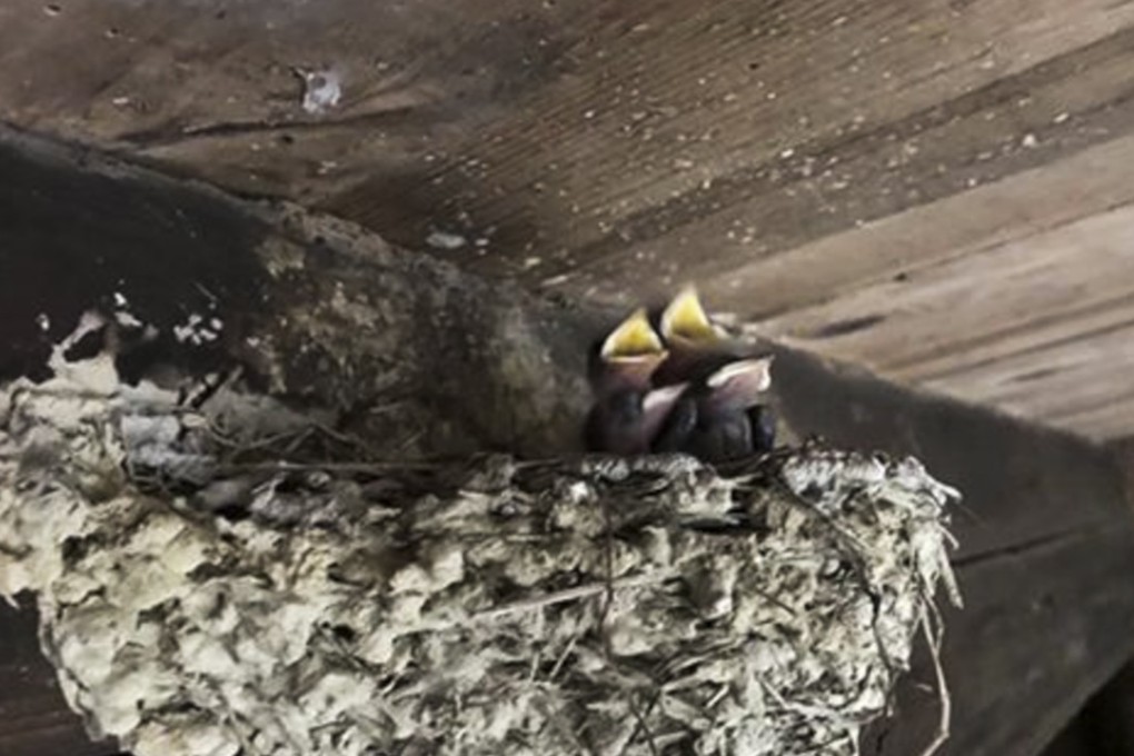 It was decided that it was too risky to move the chicks. Photo: news.163.com