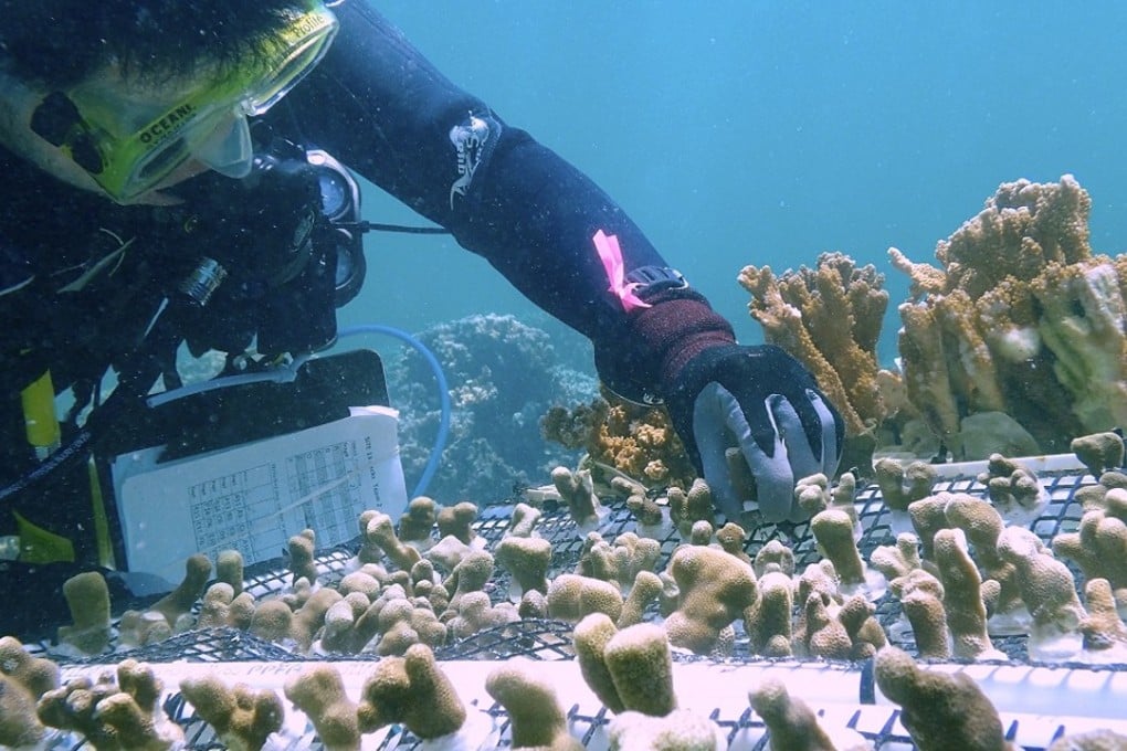 Coral reef engineering by the Hawaii Institute of Marine Biology. Photo: Handout
