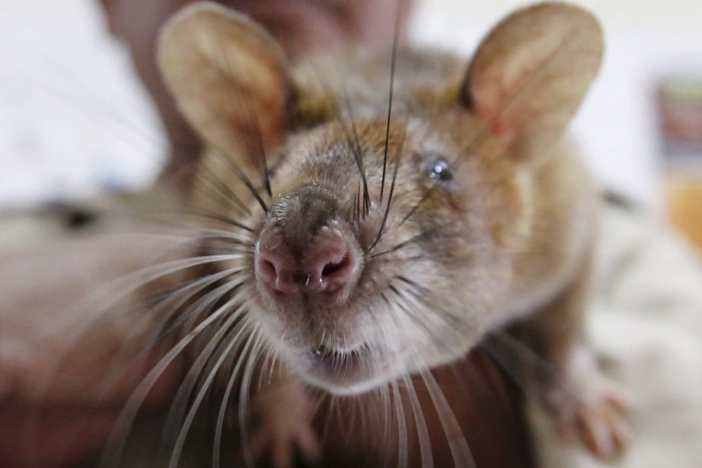 More than a century ago, a plague caused by fleas from rats devastated Hong Kong and went on to become a global pandemic. Photo: Reuters/ Samrang Pring