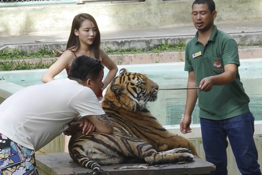 A handler prods a big cat with a stick as tourists pose for pictures at Tiger Kingdom. Picture: Red Door News Hong Kong