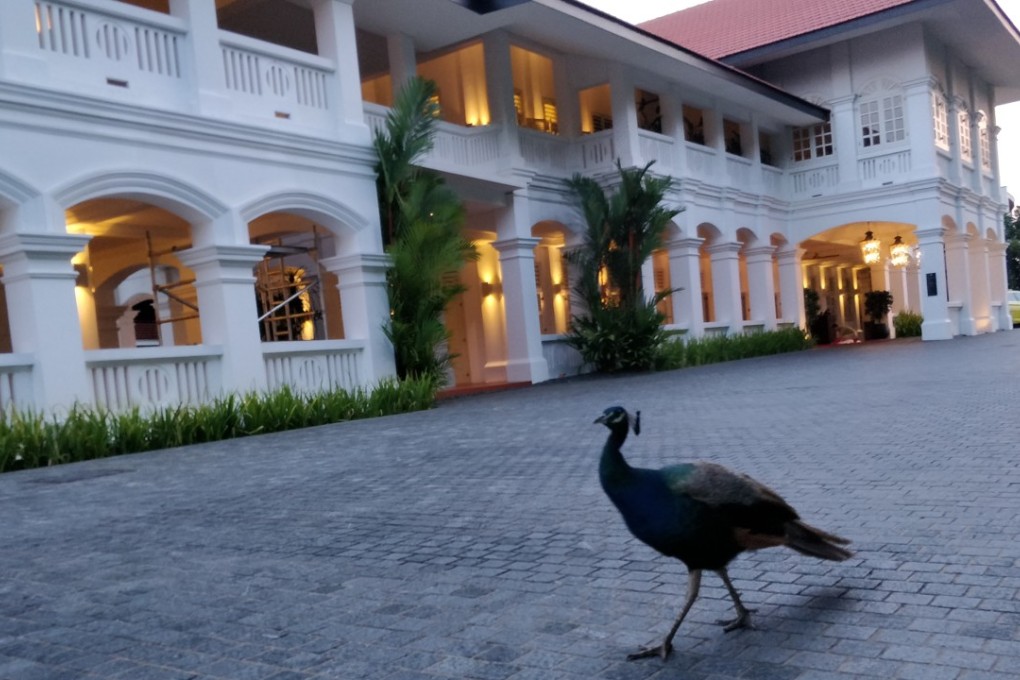 A peacock strolls outside the Capella Hotel in Singapore. Peacocks roam the resort freely. Photo: Bhavan Jaipragas