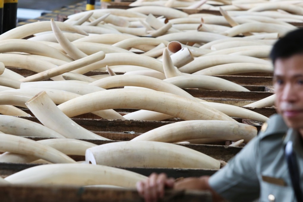 Hong Kong Customs displays seized ivory in August 2013. The haul of 1,120 ivory tusks, 13 rhino horns and five pieces of leopard skin was found inside a container ship which arrived from Nigeria. Photo: Sam Tsang