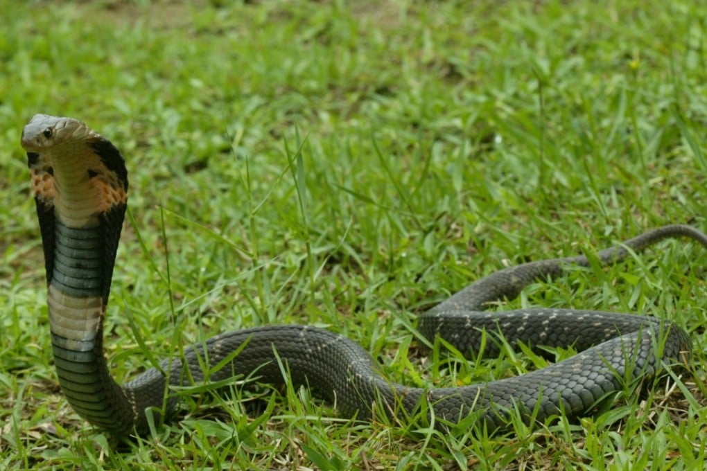 One of Hong Kong’s most venomous snakes, the Chinese cobra can be founds in grassy, shrubby, wooded and mangrove areas. Photo: AFCD