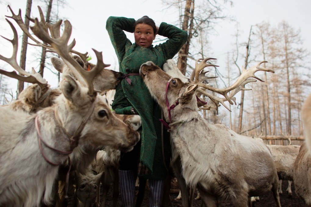 A Dukha nomad stands surrounded by her reindeer in a forest near a village in northern Mongolia, in April. Photo: Reuters