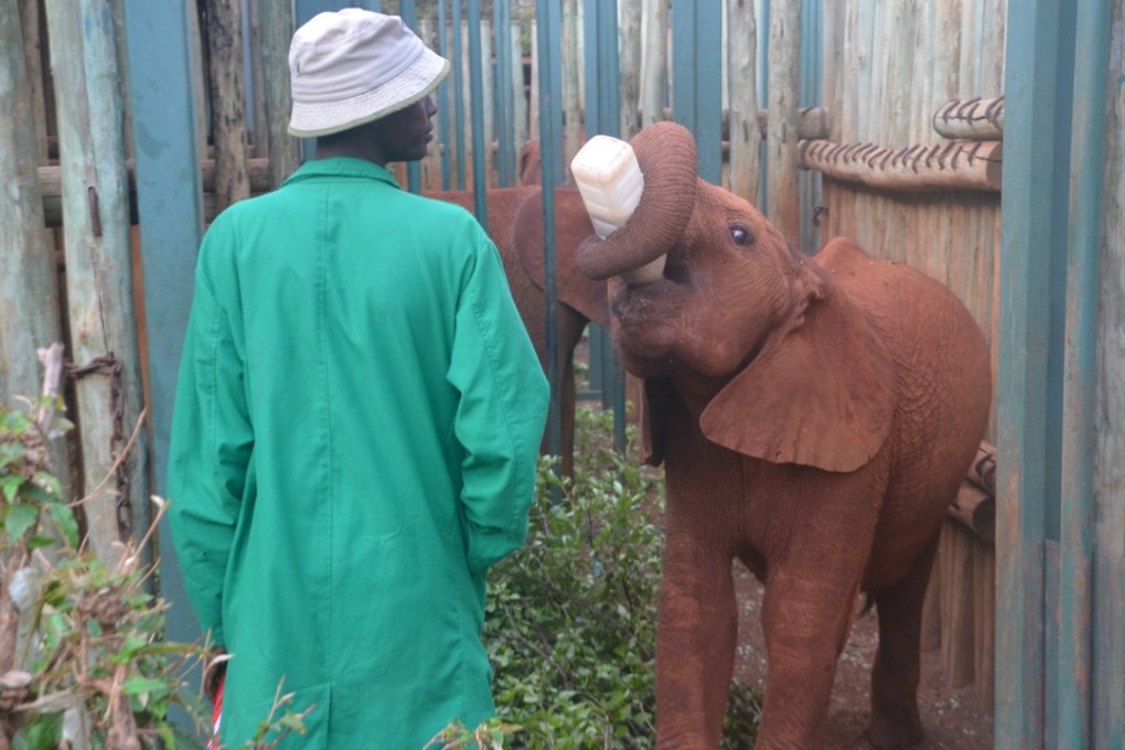 Feeding time at the David Sheldrick Wildlife Trust, in Nairobi, Kenya. Picture: Chris Dwyer