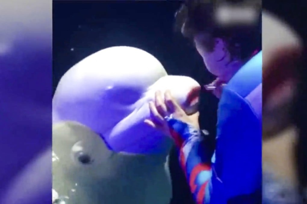 A trainer at Sun Asia Ocean World in northeast China was filmed putting lipstick on a beluga whale. Photo: YouTube