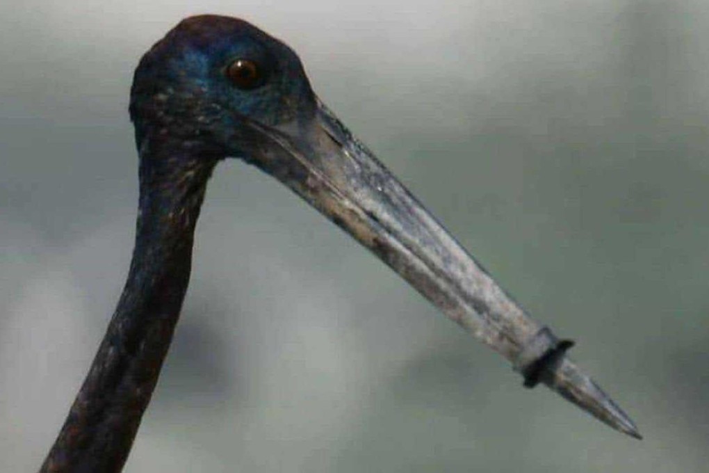 A stork with a ring around its beak is seen in Gurgaon India. Photo: Manoj Nair.