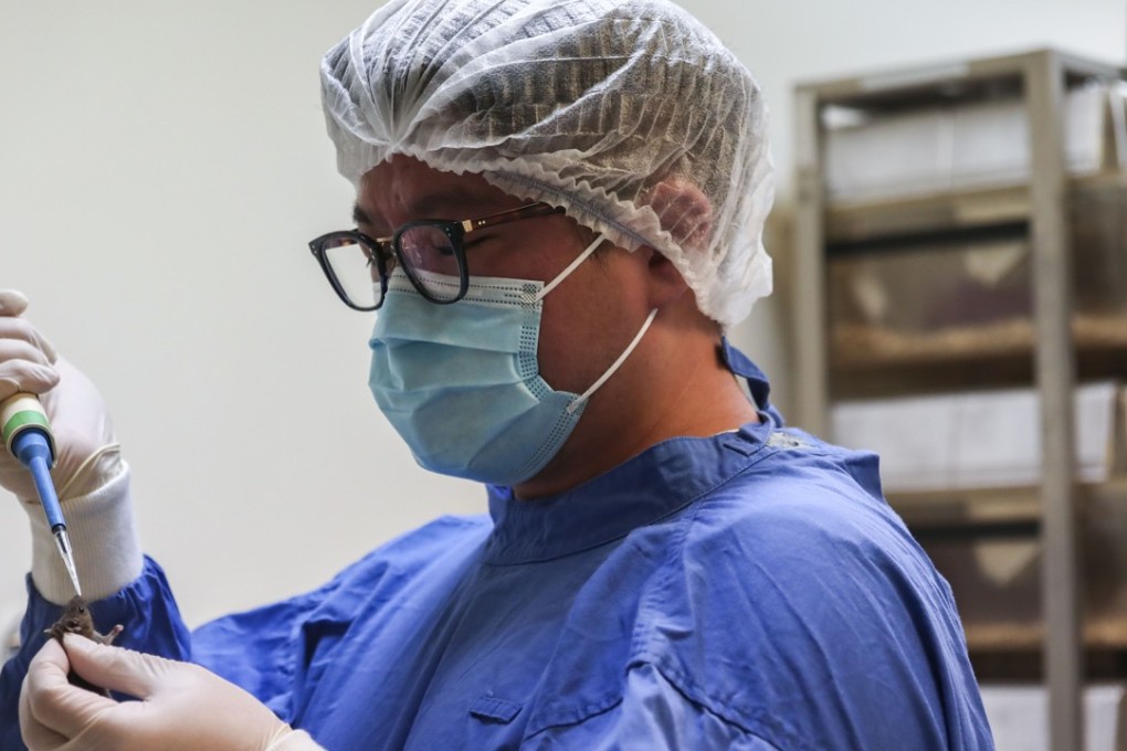 The discovery could lead to more effective drugs for human patients as new strains of the flu rapidly emerge across the globe. Photo: Jonathan Wong
