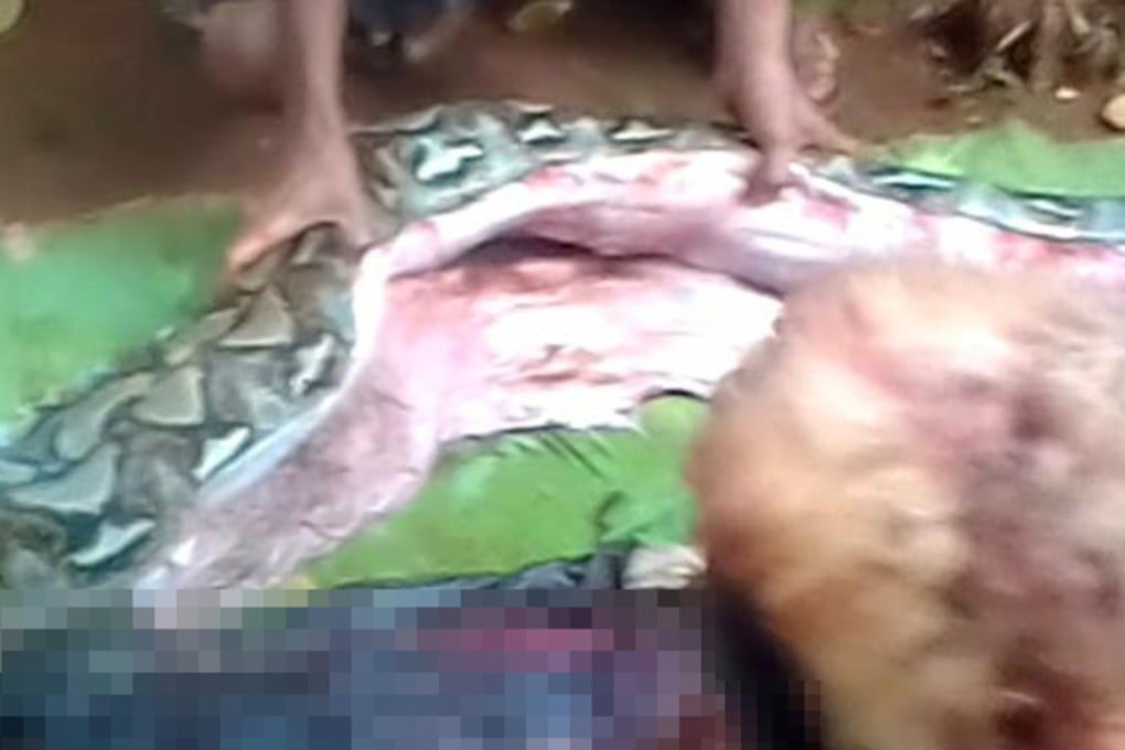 The body of 54-year-old Wa Tiba (bottom) lies next to a python after villagers cut open the seven metre (23 foot) snake on the island of Muna in Indonesia. Photo: AFP