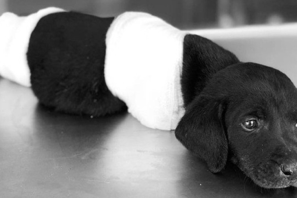 The puppy was found in a Turkish forest with all of its limbs and its tail cut off. Photo: IHA