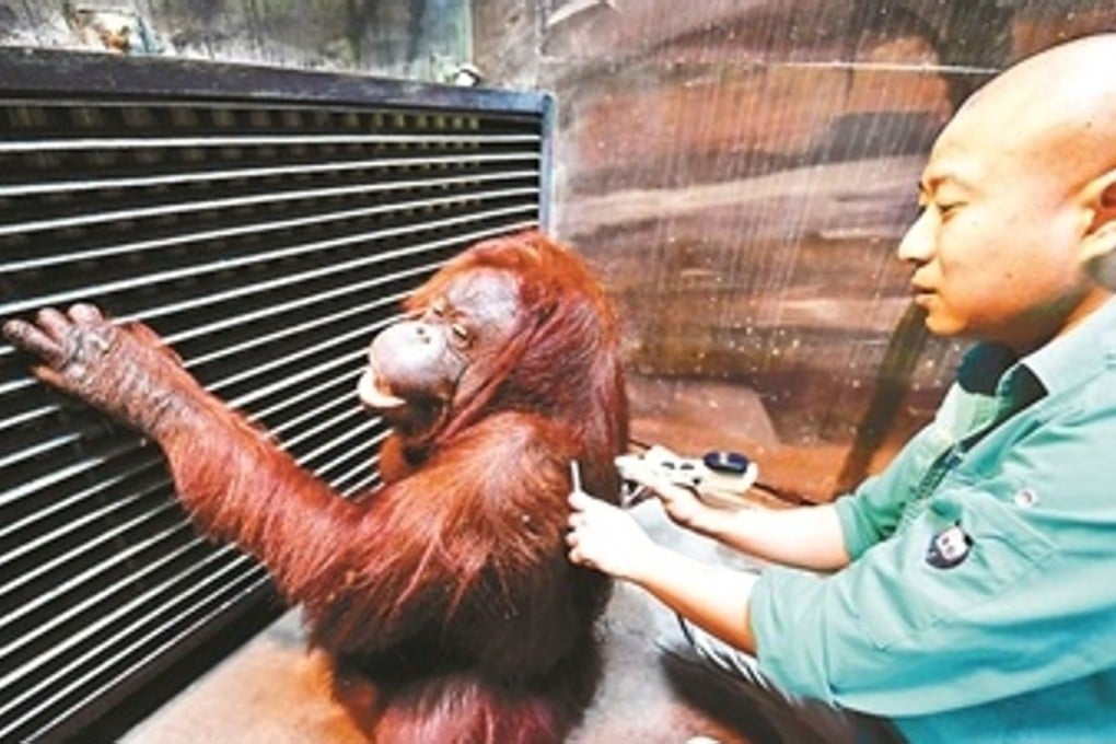 Keeper Wang Zheng has been using traditional Chinese medicine on Pang Pang for about a year. Photo: Weibo