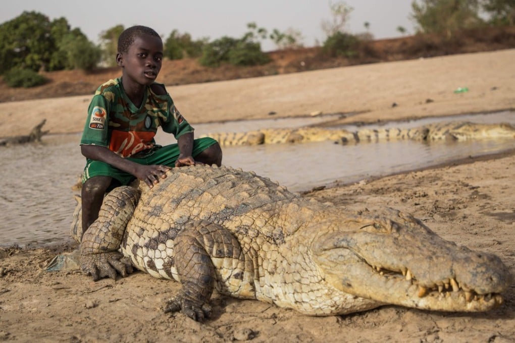 Yes, it’s a boy sitting on a crocodile. Photo: AFP