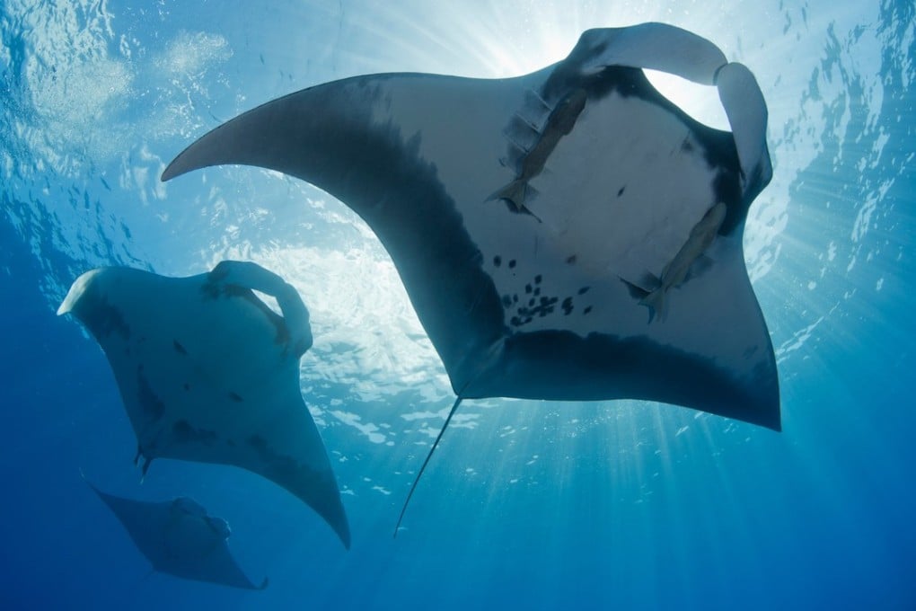 Manta rays in the waters of Archipelago de Revillagigedo in Mexico. Photo: Unesco
