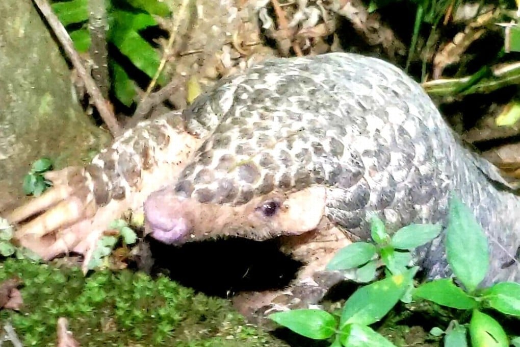 The pangolin that was spotted in Hong Kong’s New Territories this week. Photo: Steve Pheby