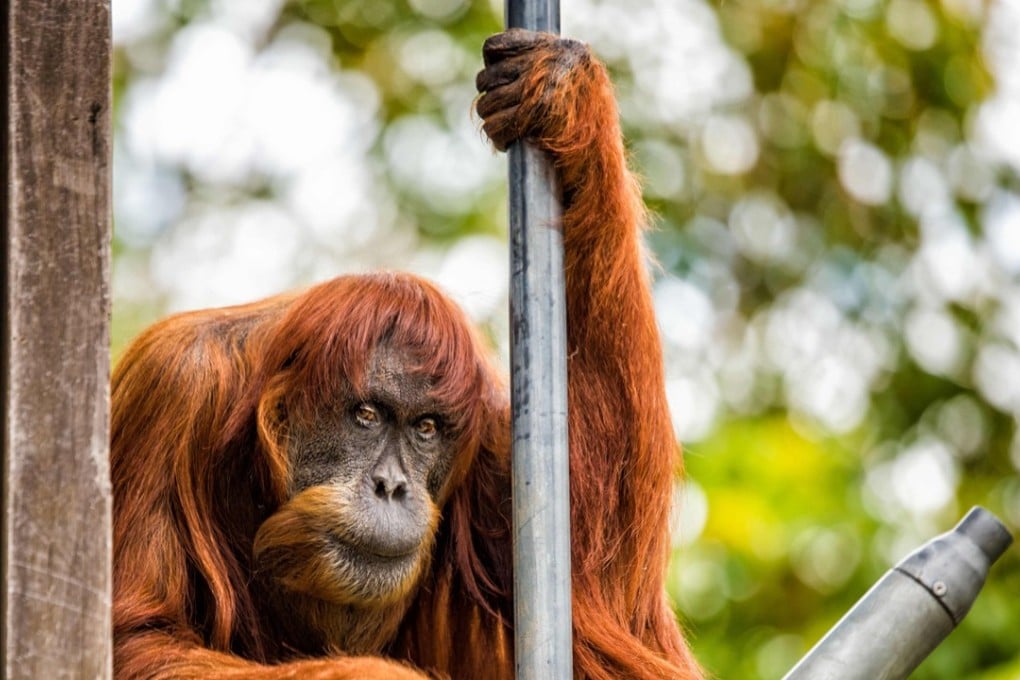 Puan was given to Perth zoo in 1968 and is believed to have been born in Sumatra 1956. Photo: AFP