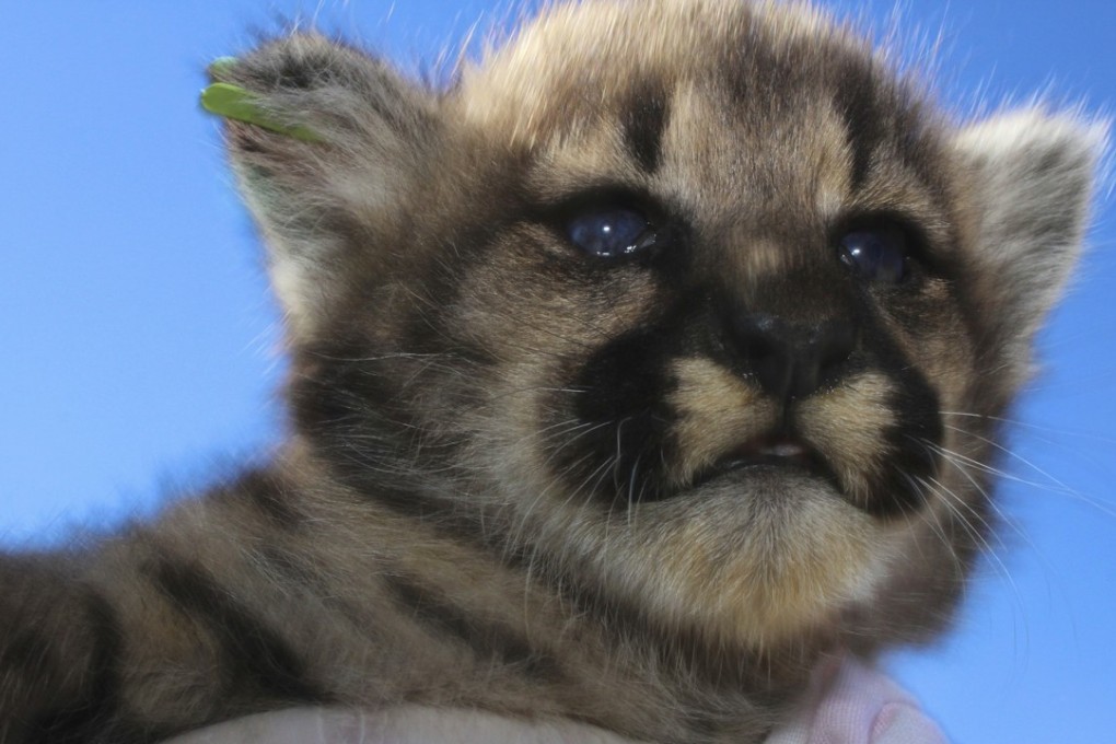 One of four new mountain lion kittens found by researchers studying the wild cats living in southern California’s Santa Monica Mountains. This one is named P-69. Photo: National Park Service via AP