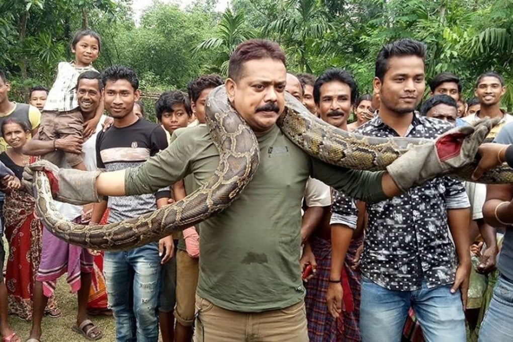 Indian forest ranger Sanjay Dutta poses with a rock python in Jalpaiguri on Sunday. Photo: YouTube