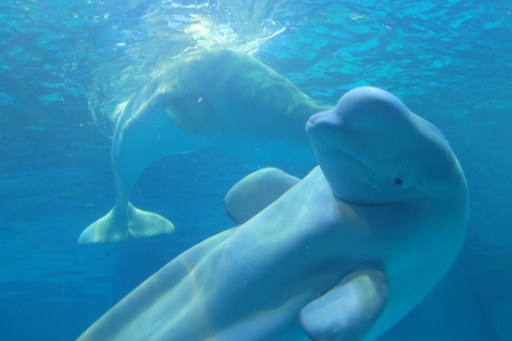 Beluga whales swim in an indoor marine world inside a shopping mall at Guangzhou's central business district. Photo: Gloria Chan