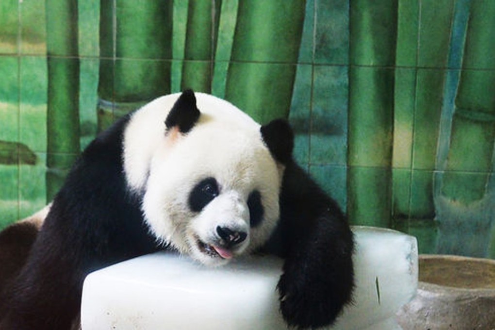 Giant panda Weiwei had been Wuhan Zoo’s only panda since 2008. Photo: Weibo
