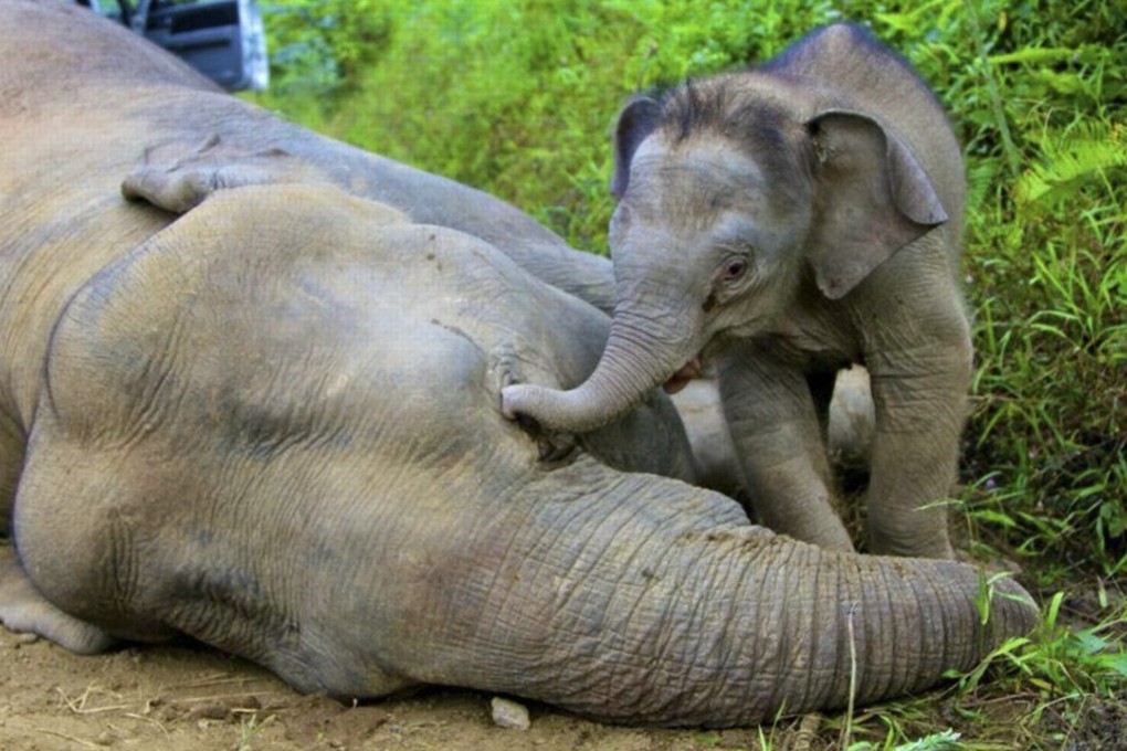 A young pygmy elephant walks around its dead mother, believed to have been poisoned, in the Gunung Rara Forest Reserve in Sabah, Borneo. Photo: EPA/Handout