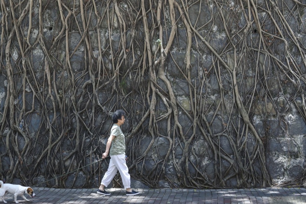 An elderly woman walks her dog in Kennedy Town. People over 65 are expected to comprise 31 per cent of the population by 2036. Photo: Nora Tam