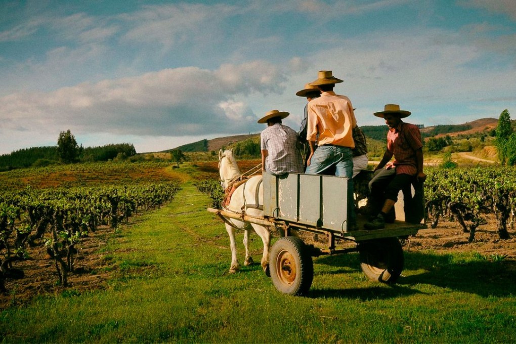 A Bodegas Torres vineyard, in Spain.