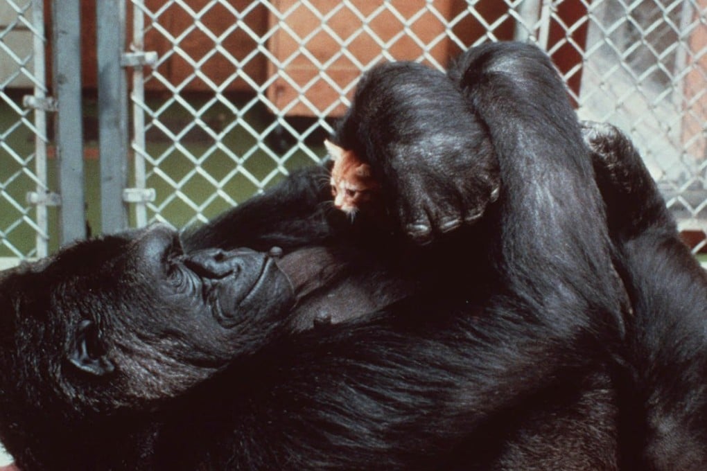 Koko, the gorilla who communicated in sign language, admiring her new kitten in 1985. According to the Gorilla Foundation, Koko died in her sleep this week at the age of 46. Photo: National Geographic Society via AP